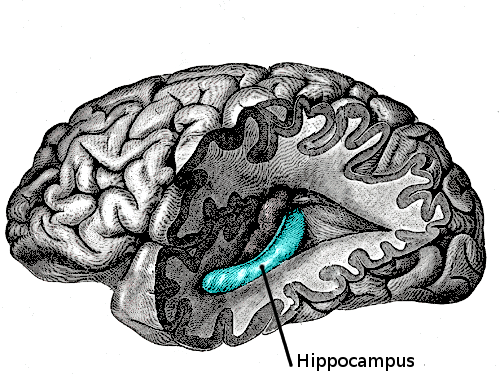 hippocampus anatomy brain model
